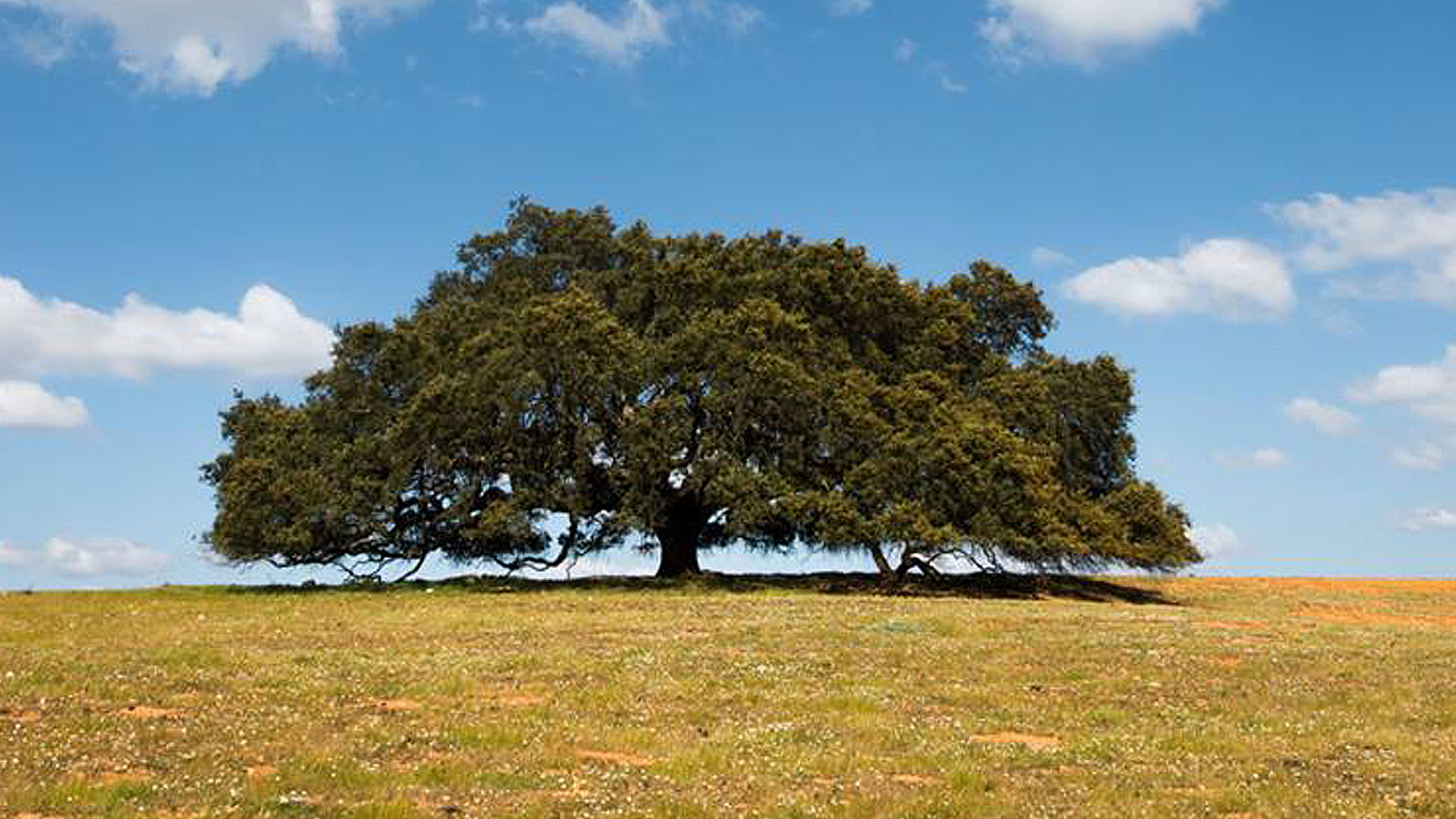 Azinheira