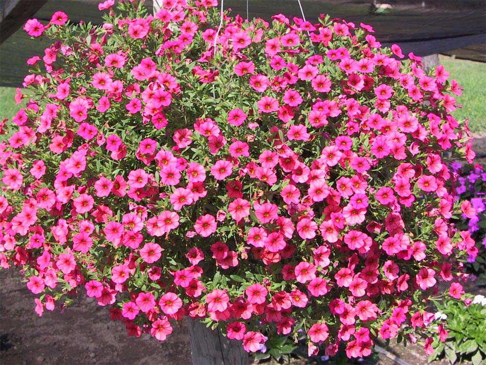 Begonias