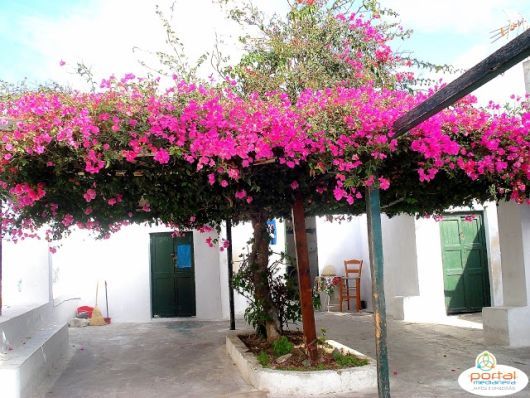 Bougainvillea