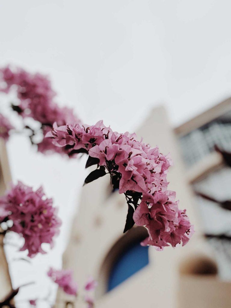 Bougainvillea - Viveiros Pinheiro Manso