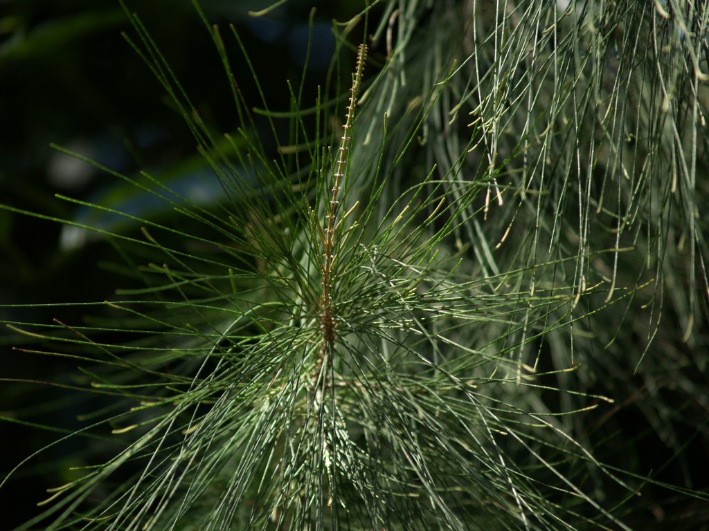 Casuarina