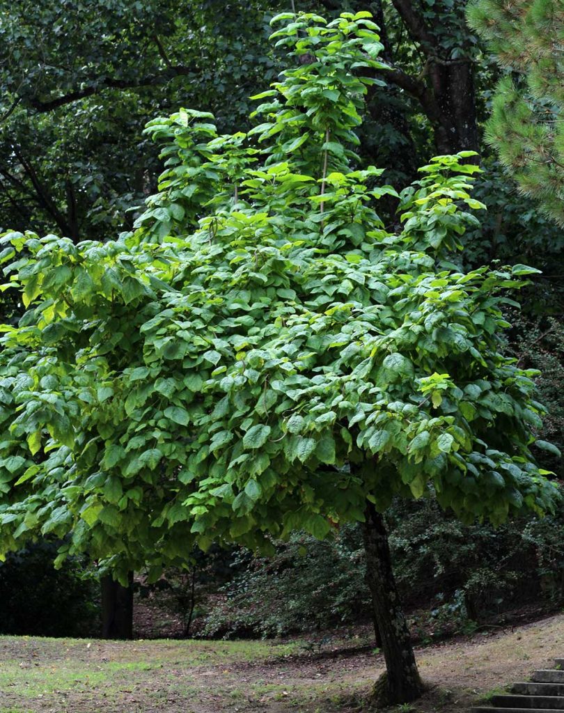 Catalpa