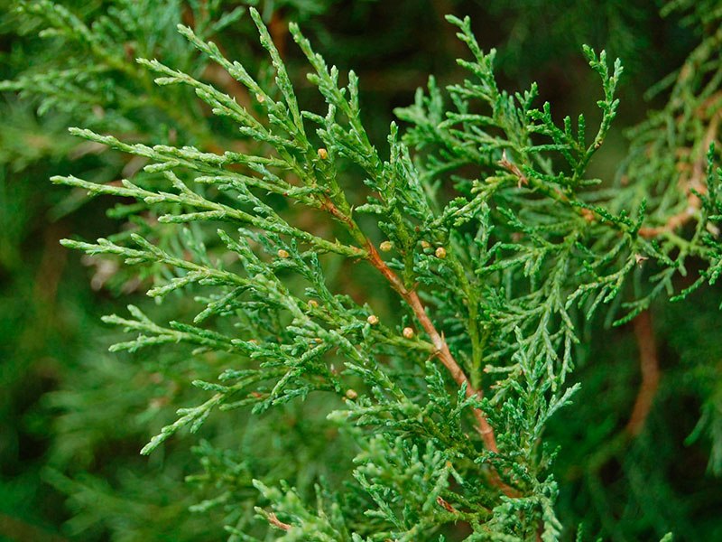 Cedro