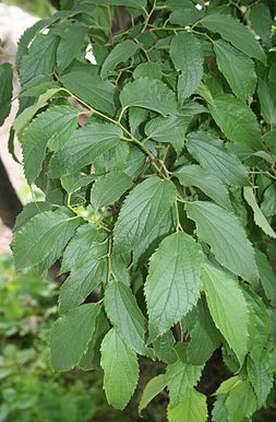 Celtis