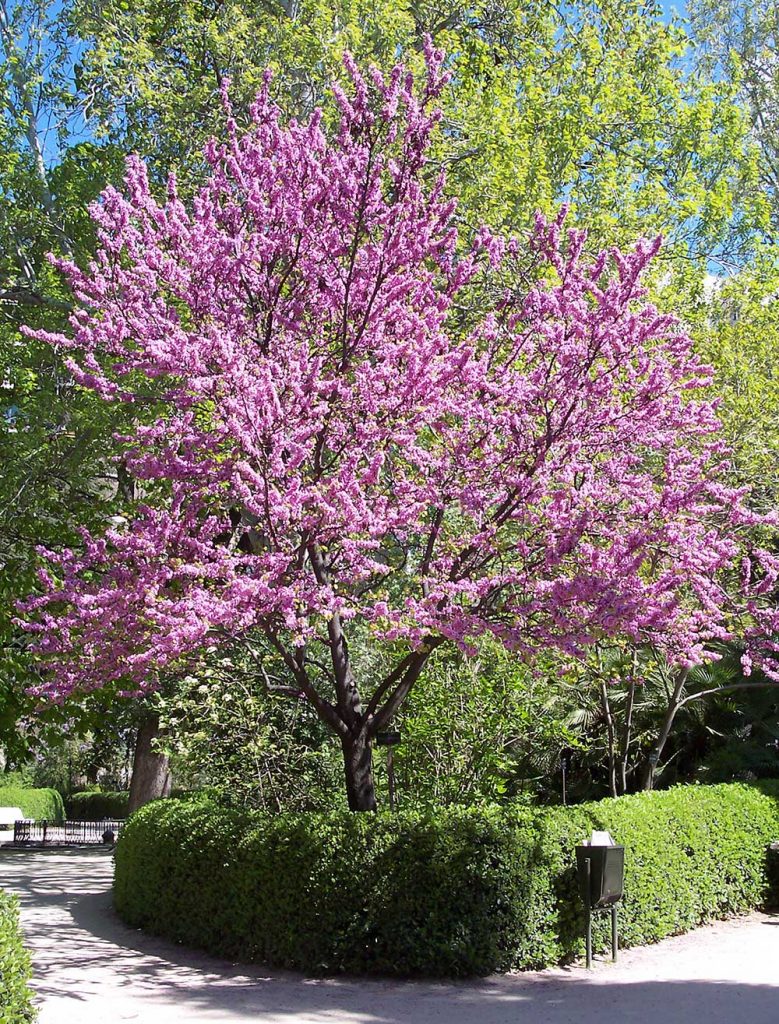 Cercis