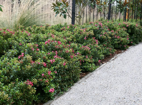 Escallonia