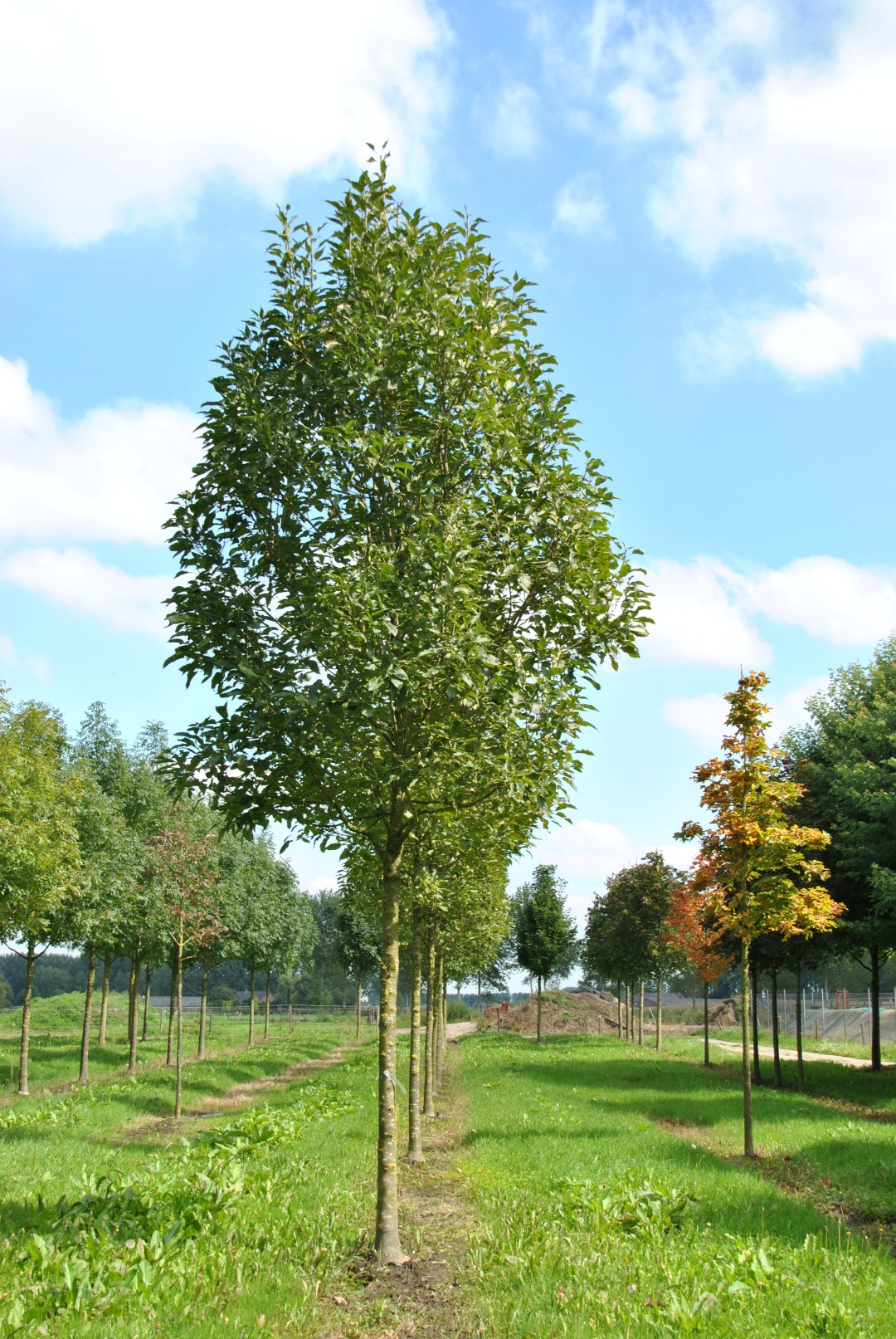 Fraxinus