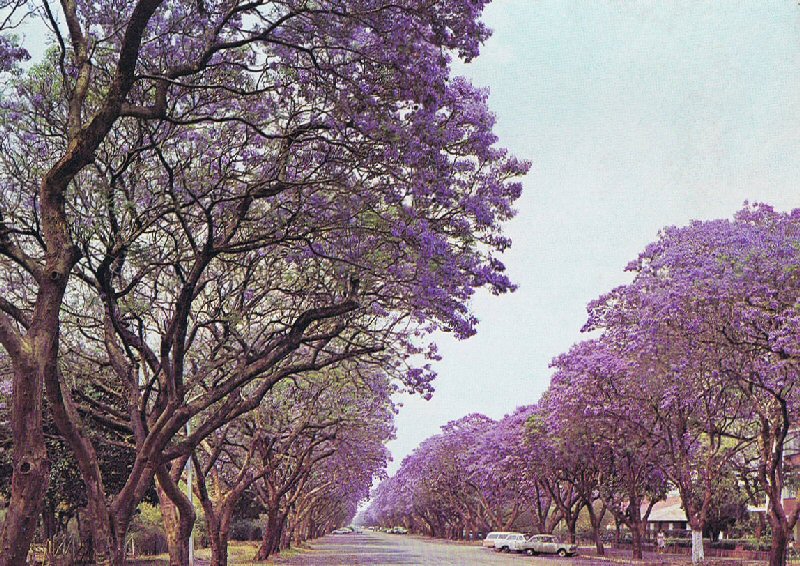 Jacaranda