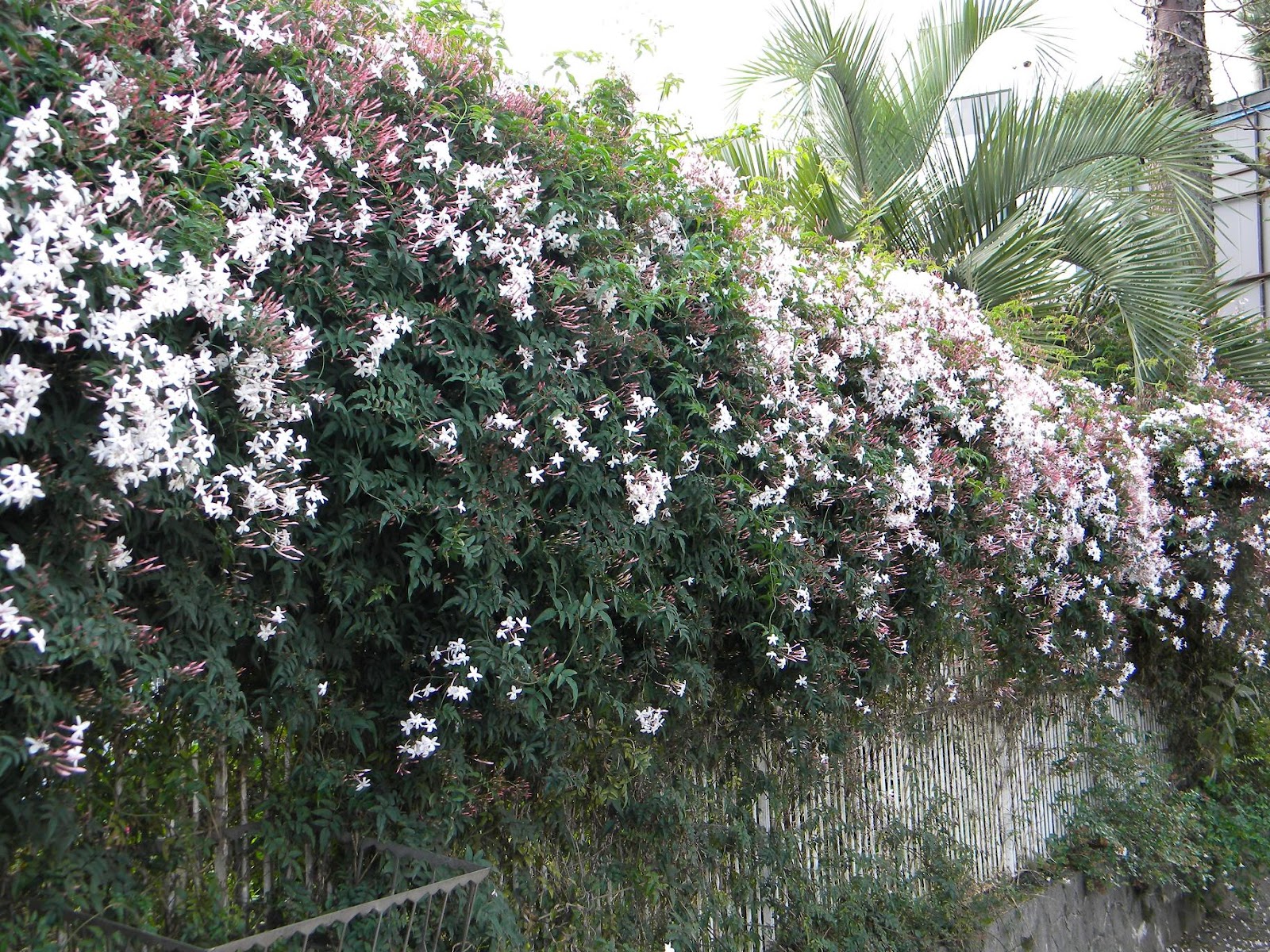 Jasmin