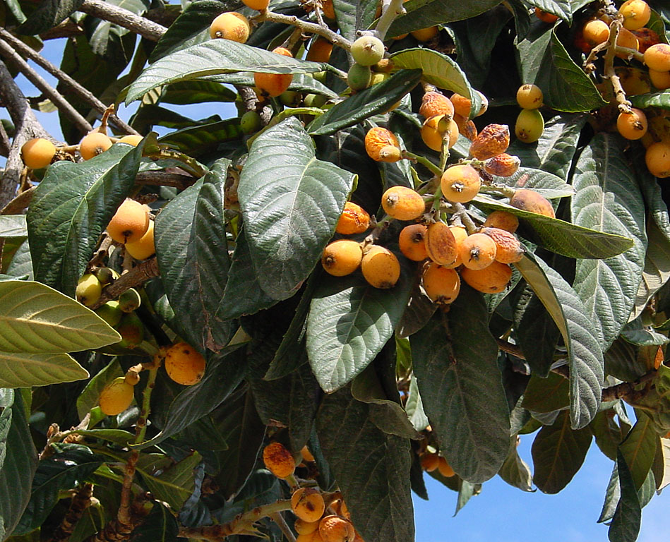 Nespereira