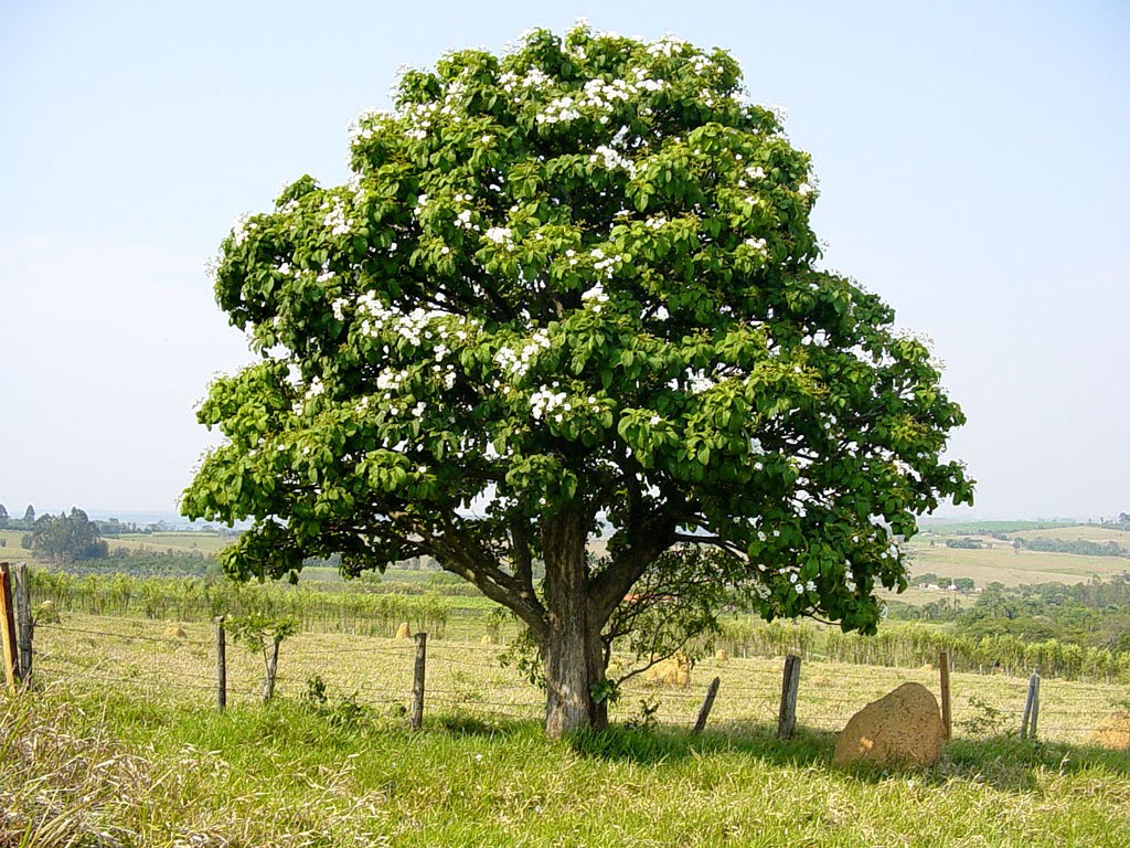Nogueira