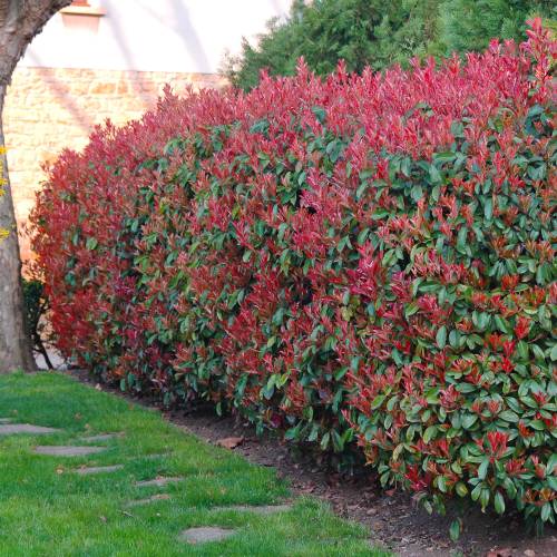 Pyracantha