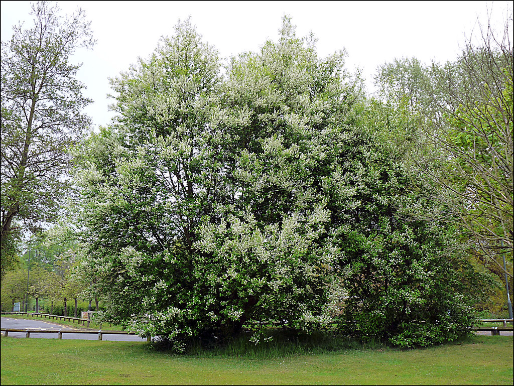 Prunus Padus