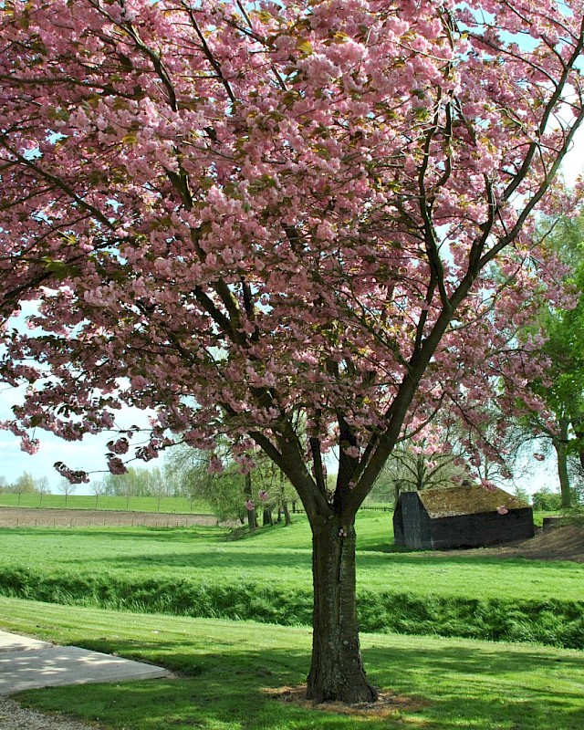 Prunus