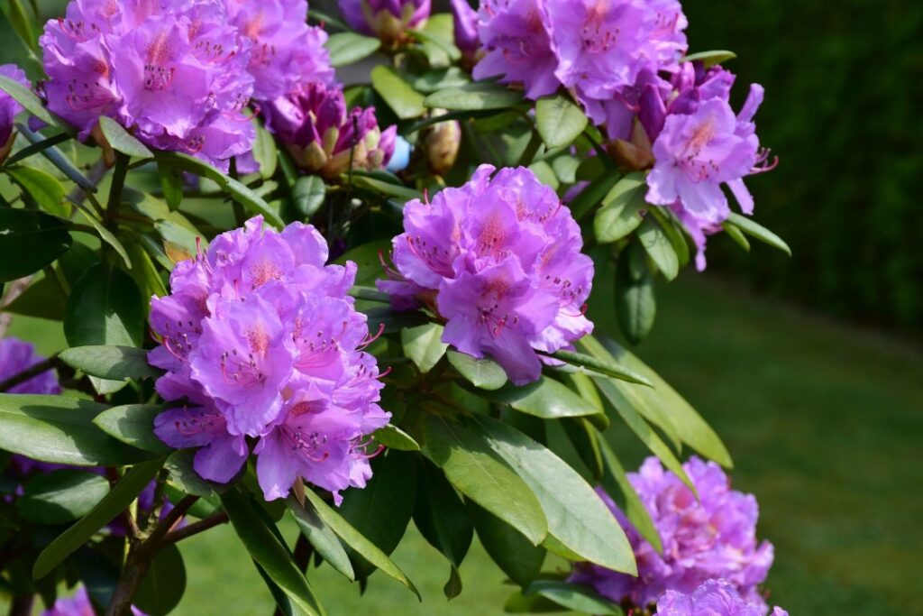 Rododendro