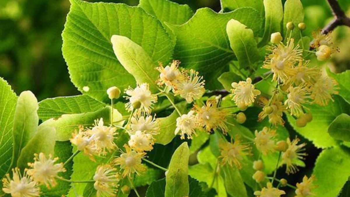 Tilia