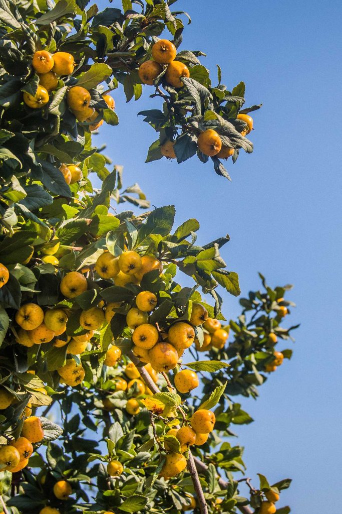 Árvores de Fruto - Viveiros Pinheiro Manso